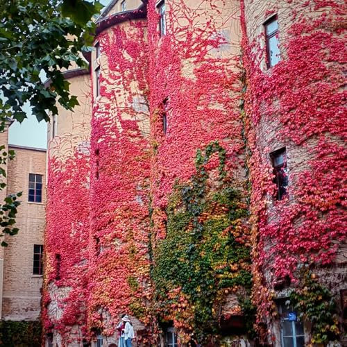 Jungfernrebe wilder wein samen - wohnzimmer deko, hängepflanze wilder wein kletterpflanzen samen, pflanzen hängend, ranke kletterpflanzen kletterpflanzen winterhart, deko pflanzen 350pcs