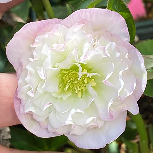 rosas de Navidad - de interior con, exóticas trepadoras raras jardín en el balcón balcón invernaderos trepadoras Cubresuelos 100semillas