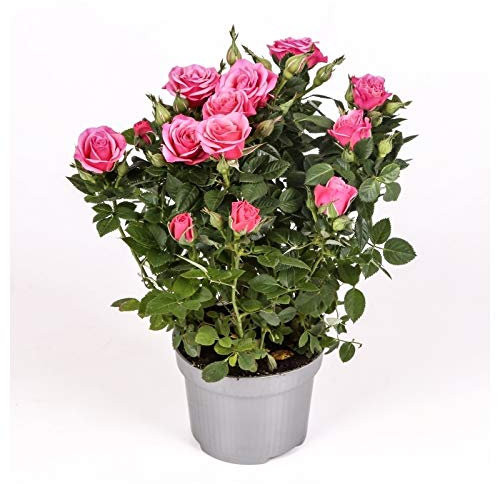 Rosal mini - PACK 4 unidades - maceta 10,5cm. - altura total aprox. 30cm. - planta viva - (envíos sólo a península)