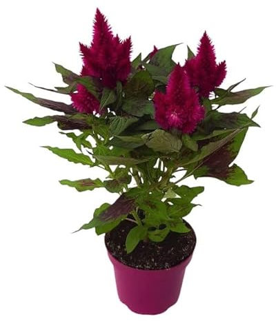 Mini Planta Natural con Flor Celosia o Amaranto Plumoso