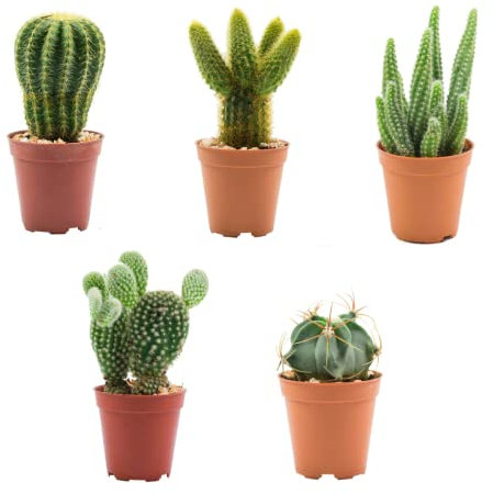 Verdecora Pack de Cactus o Crasas | Cactus y suculentas Planta natural viva de interior en maceta de Ø5cm | Plantas pequeñas y fáciles de cuidar | Envío de surtido variado (5 Cactus)