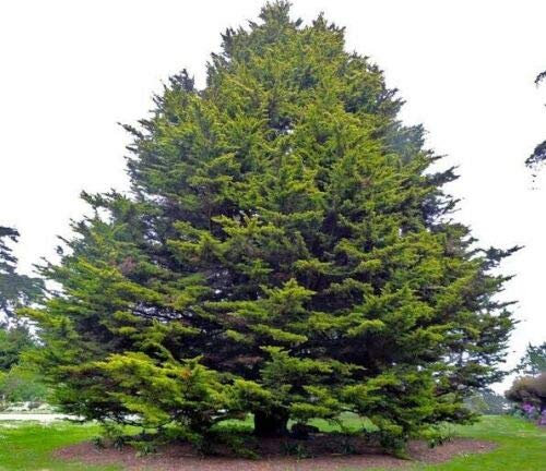 Monterey Cypress (Cupressus Macrocarpa) conifer - 30 Seeds