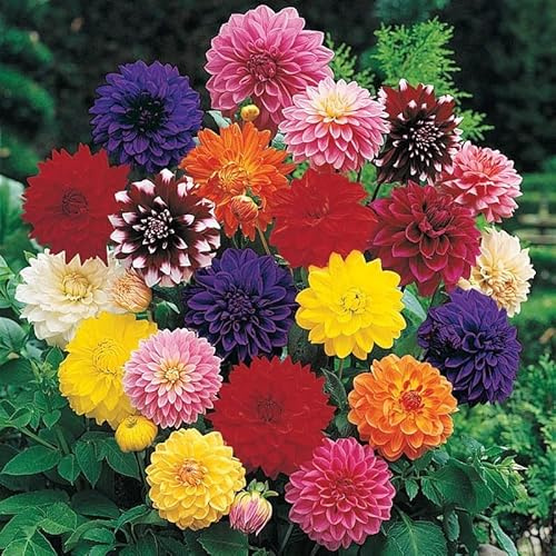 Votaniki Decorative Dahlia Mixture Bulbs for Planting - Mixture of Various Dahlia (3 Pack) Large Clump of Tubers