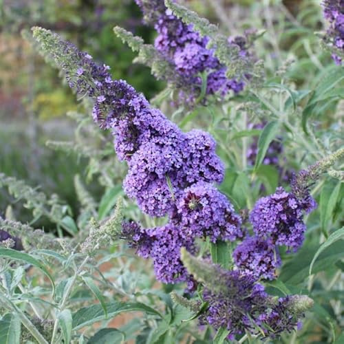 Butterfly Bush Live Plant, Butterfly Bush for Planting Outdoor Garden, 4 to 8 Inch Tall Perennial Fragrant Flowers Buddleia Bushes (Light Blue)