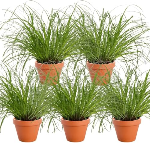 Katzengras | 5er-Set | Cyperus zumula | ca. 20-30 cm | ø 12-15cm Topf | Pflegeleichte Zimmerpflanzen für Wohnung und Büro | Qualität vom Pflanzen Profi | Ideale Raumbegrünung