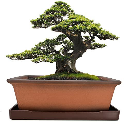 MUZHI Dekorativer Bonsai-Pflanztopf aus Keramik, 21,6 cm, mit Tablett, atmungsaktiv, unglasiert, rechteckig, Terrakotta, Ton, Topf für Baum, Sukkulenten, Kakteen, drinnen und draußen, Rotbraun
