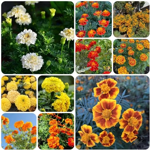 Semi di calendula, per luoghi soleggiati semi di da giardino roccioso resistenti decorazione floreale da esterno resistenti esotiche 600pcs