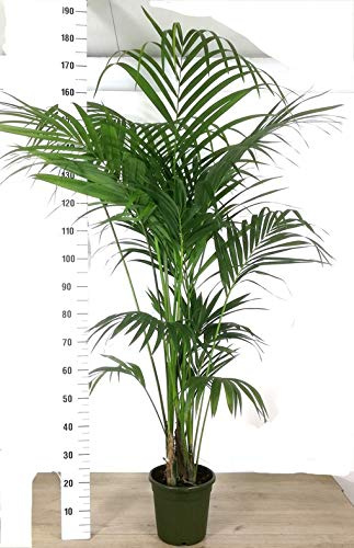 POWERS TO FLOWERS - KENTIA, KENZIA, altezza 180-200cm, pianta vera