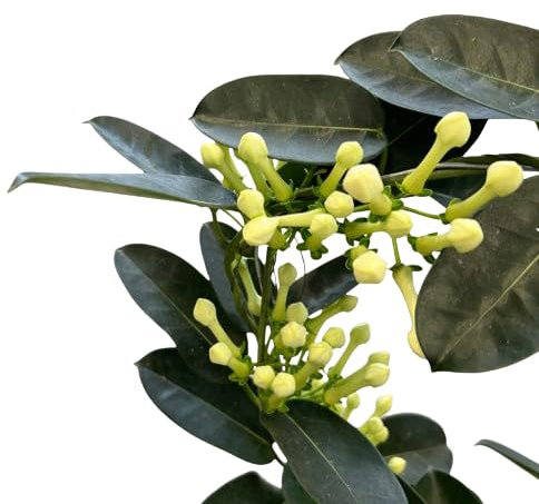 Stephanotis Floribunda o Jazmín de Madagascar Natural Planta Ornamental y Aromática