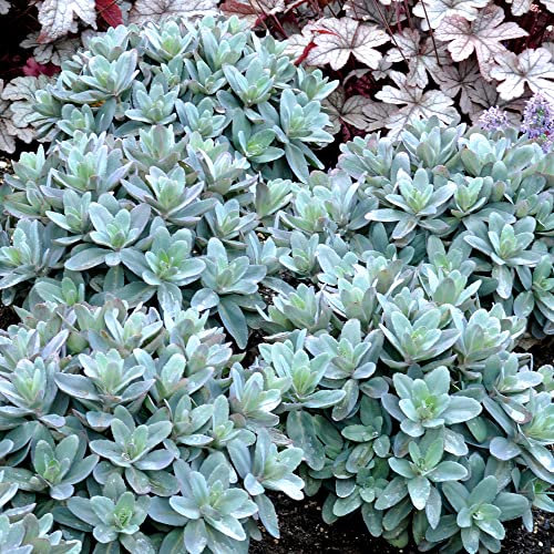 Sedum Marina - Orpin | Plante vivace à fleurs caduques pour jardin extérieur