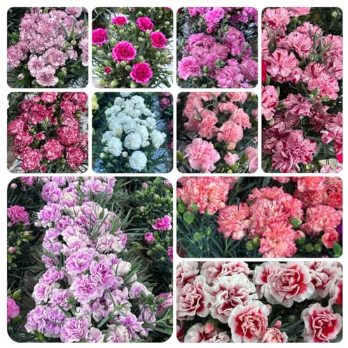 nelken samen winterhart mehrjährig - alte sorten saatgut frühlingsblumen seltene pflanzen Dianthus caryophyllus winterharte stauden für pralle sonne bienenweide mehrjährig garten 600pcs