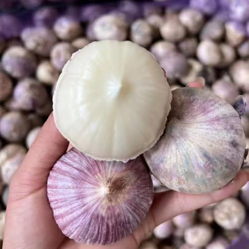 semillas de ajo para, jardín en el balcón ajo invierno balcón, interior para camas elevadas, jardín balcón invierno, 400pcs