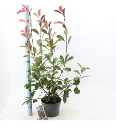 Fotinia Photinia x fraseri Red Robin pianta da siepe in vaso ø22 cm H 110/150 cm