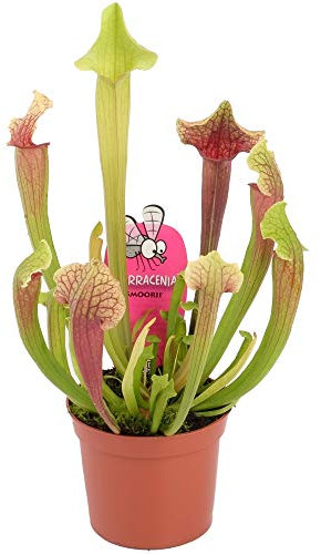 Sarracenia Smoorii Trompeten-Kannenpflanze für Zuhause oder das Büro (20-30cm mit Topf)