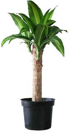 Palo de agua de Brasil el Árbol de la Suerte Natural que Aporta Armonía a tu Hogar