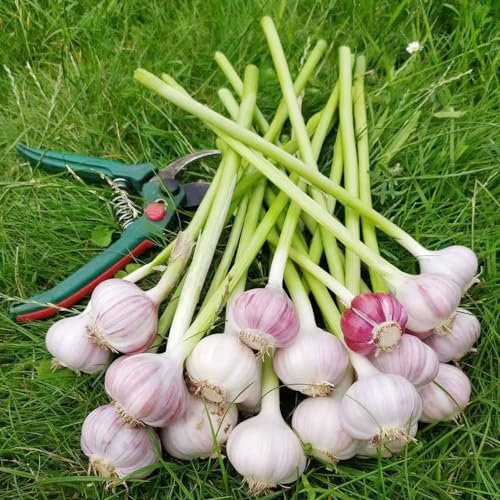 20 pcs pflanzknoblauch winterhart samen - dekoration wohnzimmer hochbeet kaufen knoblauch, indoor kräutergarten pflanztöpfe gemüse pflanzen nachhaltige geschenke für frauen gemüse anzucht