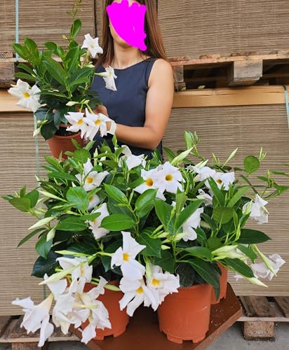 POWERS TO FLOWERS - DIPLADENIA BIANCA, VASO 14CM DIAMETRO, 3 PIANTE, piante vere