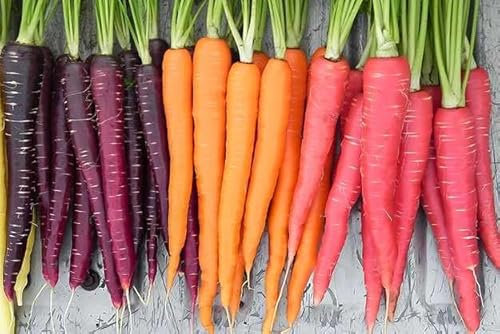 Semi di Carota Multicolore, Varietà Antica