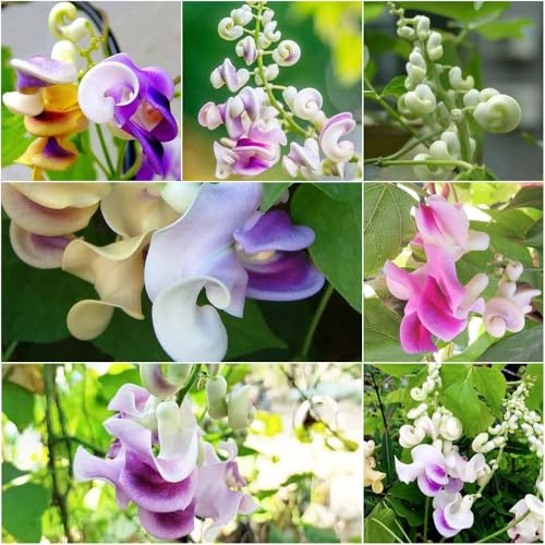 semillas de frijol caracol - inusual de decoración jardín interior silvestres Vigna caracalla prados 100pcs