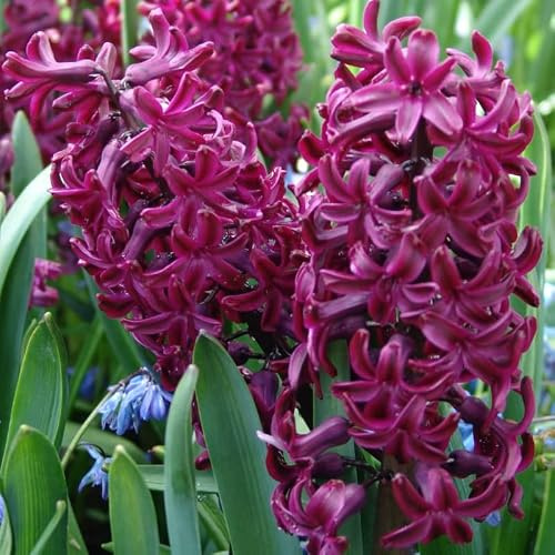 Hyazinthe Woodstock | 5 Stück | Blumenzwiebel | Schnittblume | duftend | Topfpflanze | Geeignet für Kübel | Lila | 100% Blütegarantie | QFB Gardening | Hyazinthenzwiebel | Bienenblume