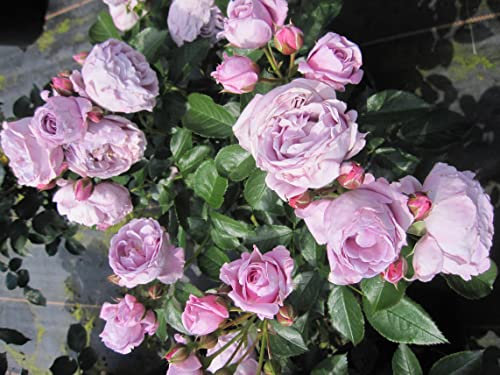 Beetrose Nautica ® - Rosa Nautica ® - Kordes Rose - ADR Rose