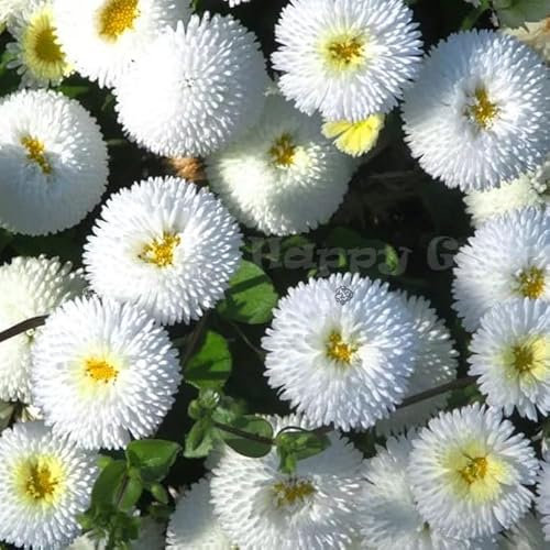 English Daisy 'Pomponette' White - 500 Seeds + freebie + Plant tag (Bellis perennis)