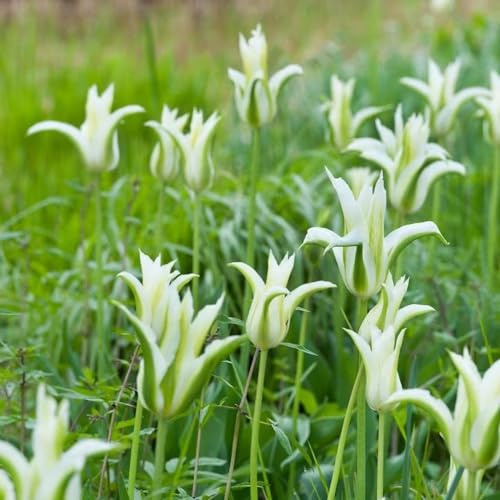 bulbi di tulipano, interna tappezzante resistente giardino interno in vaso Aiuole rialzate per il 8pcs