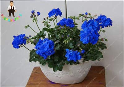 Sumpf frisch 80 PCS Geranie Blumensamen zum Pflanzen von Blau 1