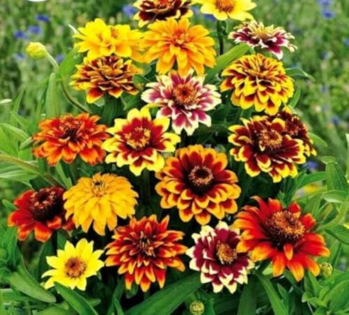 Zinnia Haageana - 200 Seeds + Plant Tag + Freebie - Old Mexico Dwarf Zinnia - Double Bicolour Blooms