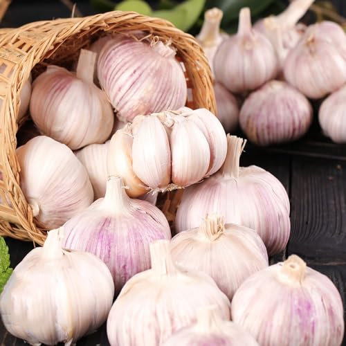 80 pcs knoblauch samen winterhart - winterknoblauch balkon pflanze pflanzknoblauch, exotische pflanzen kräuterpflanzen balkon deko topfpflanzen kräutersamen, winterharte pflanzen für
