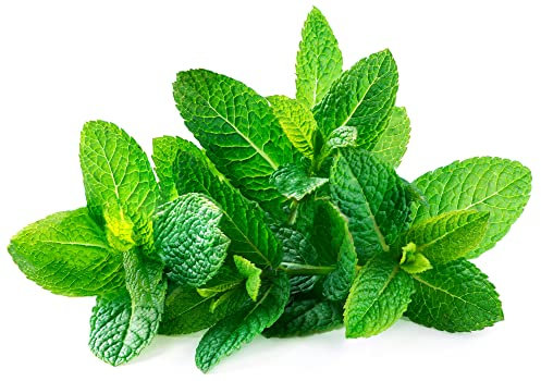 Spearmint Plants, 1 x Full Plant in a 9cm Pot, Herb Plants, Mint, Garden Ready and Ready to Plant, Premium Quality Herbs