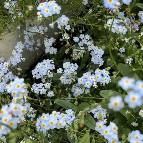 nomeolvides silvestres de primavera semillas de perennes resistentes perennes resistentes semillas silvestres cortadas en 350pcs
