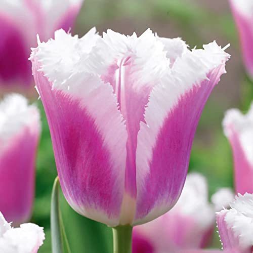 7 x Tulipa Fringed Siesta – Spring Flowering Tulip Bulbs – Perennial – Sugary Pink Blooms with White Outline – for Your Beautiful Garden