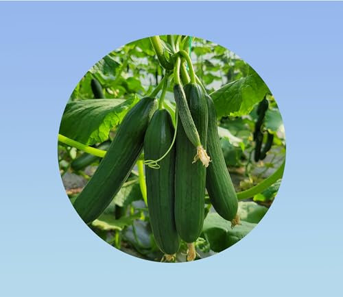 100 graines de concombre Beth Alpha - Doux et non Amer - production abondante