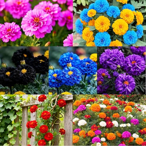 1050+ Mixed Marigold Seeds for Planting Outdoors Non-GMO Heirloom