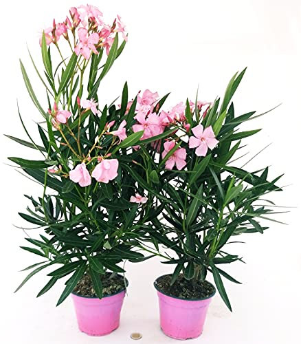 POWERS TO FLOWERS - OLEANDRO ROSA CHIARO, 2 PIANTE, vaso 15cm, piante vere