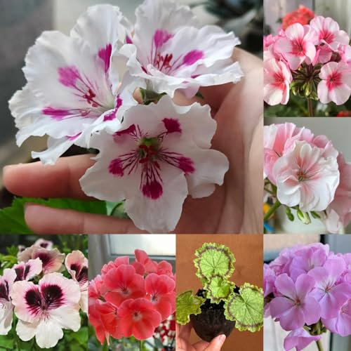 400 pcs Geranien Samen Hängend Mehrjährig, garten blumen winterhart, kletterpflanzen winterhart Geranien Pflanzen Echt (Pelargonium hortorum) wildblumenwiese saatgut mehrjährig, seed
