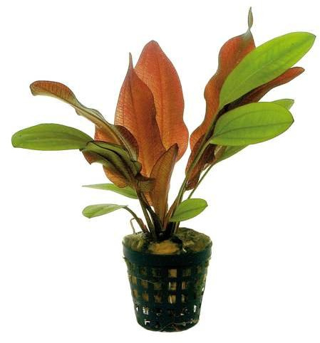 Potted Live Aquarium Plants | Freshwater Aquatic Plants for Aquariums (Red Flame Sword)