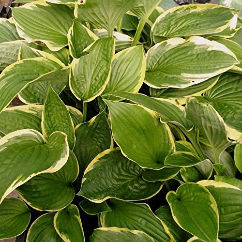 Funkie Hosta sieboldiana Frances Williams hellviolettblühend Blattschmuck Staude im 1 Liter Topf