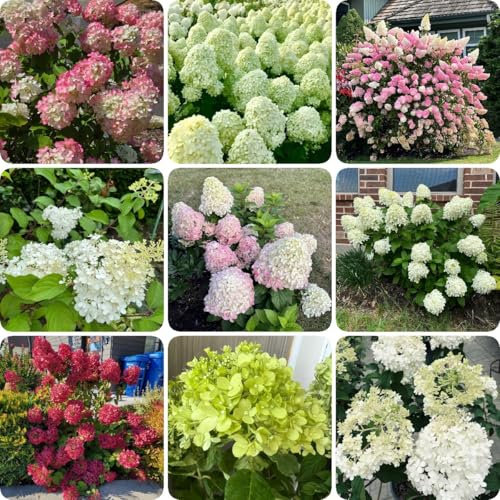 200 pcs Rispenhortensie Samen, balkon blumen pflanzen für garten Rispenhortensien - Hydrangea Paniculata - winterharte stauden balkongewächshäuser geschenk garten samen balkon outdoor