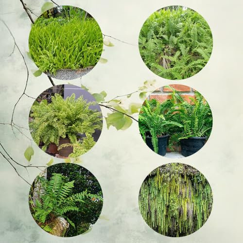 schwertfarn zimmerpflanze samen, kletterpflanzen winterhart, wilder wein winterhart schwertfarn samen, pflanzen züchten, wildkräuter samen geschenke für gartenfreunde, kräuterbeet 400pcs