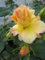 Rosa Pas de Deux - Kletterrose Pas de Deux