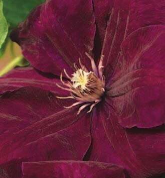 Clematis hybride Rouge Cardinal (60-100 cm) - Waldrebe/Klematis