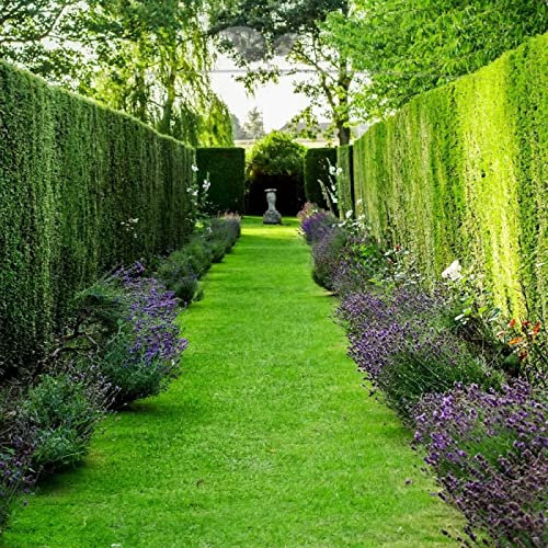 Gardline - Gemeine Heimische Eibe 50-60 cm IM TOPF. Angebot: 10-200 Koniferen Taxus baccata - 60 St. (ca. 13,5 Meter)