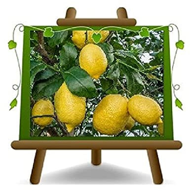 EURO PLANTS VIVAI Agrumes – Citron Sfusato Amalfitano – Plante Fruitière en Pot Ø 26 cm - Hauteur 140~160 cm –Pépinière Italienne
