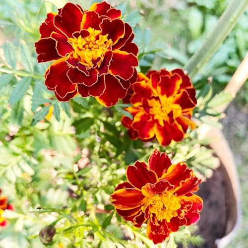 caléndula semillas balcón jardín decoración verano exóticas 200pcs
