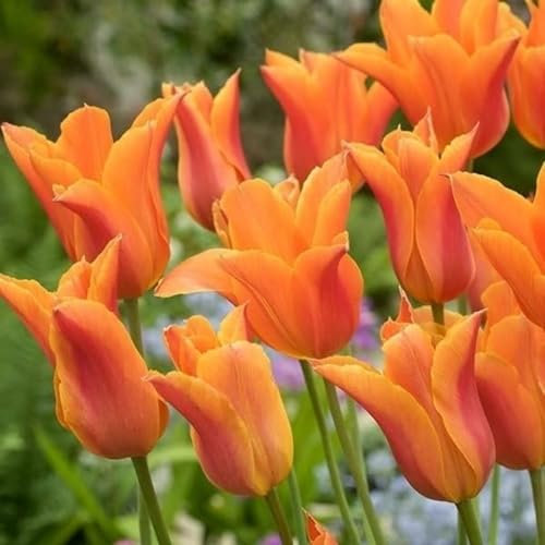 Tulip Bulbs for Planting Now UK Ornamental Excellent Display Greening Flower Easy Plant Perennial Unique Good for Containers Natural Organic-15Bulbs-B