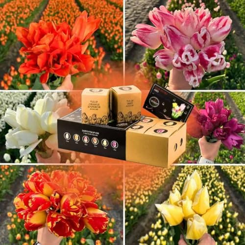 Bulbi di tulipano Dutch Tulip Mix - 90 bulbi di fiori - calibro bulbo 12+ - confezione regalo di lusso, mix di tulipani grandi e colorati, resistenti all'inverno - direttamente dal coltivatore -