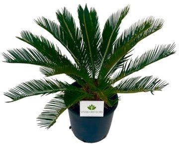 Cycas Revoluta Pianta ornamentale da esterno prodotta da Vivai del Sole vaso diametro cm 24