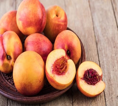 70 graines de nectarine fraîches